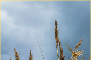 Grasses-1a20ba55dfdd03a513121.jpg