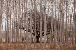 untitled-312127ea2c9eefaf75accd4.jpg