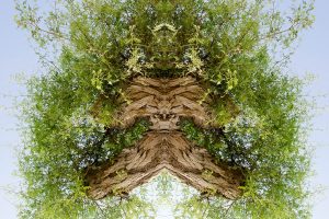 8_Glamorous_Green-Mana6c68b30e7764b097344.jpg