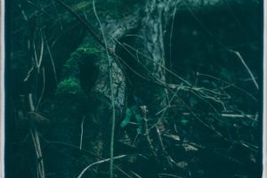 JemmaBannocks-fromthewood68e32f4b0db151a66b38.jpg