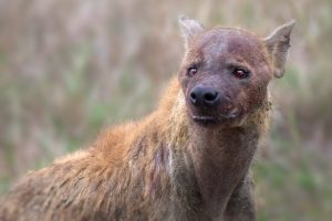 AC-Hyenac3f524e97372db3d474a.jpg
