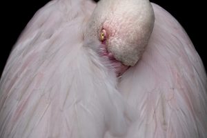 anita_chandra_flamingo01184c60a7f52eb2ec74b8.jpg