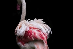 anita_chandra_flamingo0232eac507b7bb35f143c7.jpg