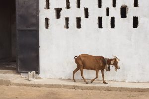 richard_alton_355_disgruntled_goat907e75b532a8fa374c6b.jpg