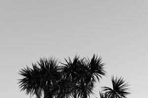 Dylan_Garcia_British_Flora_126f4b3efec7106d09d0c.jpeg