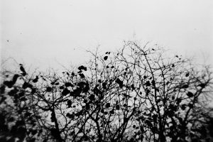01122023-Lomo-Berlin-Holga-N-003adbafd554c73b823b400.jpg