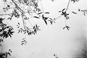 01122023-Lomo-Berlin-Holga-N-004a03d8e62acd988d24d63.jpg