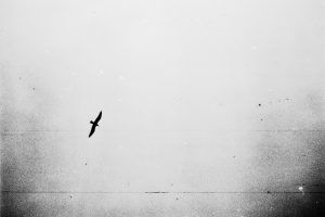 01122023-Lomo-Berlin-Holga-N-00876b2d82146f422accac0.jpg