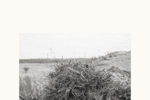 SHUB-2024-OutForest-06e5725c451c96bdf8ec8b.jpg