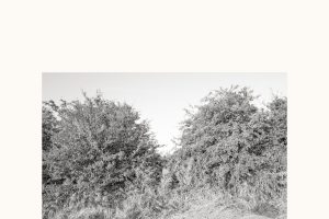 SHUB-2024-OutForest-08a119dbd7a75254a87ae5.jpg