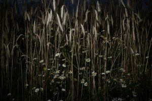 View_From_a_Ditch__50867cc70d209d6ff326f3.jpg