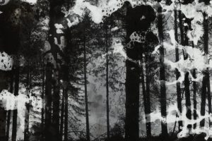Jo-Stapleton-the-dissolving-foreste432b123663ef3925e74.jpg