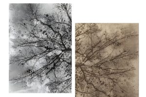 jo-stapleton_winter-tree-transition4e4c399389153d517a6c.jpg
