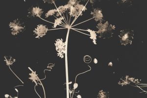 jo_stapleton_seedheads_and_tendrils8912c7f3868497bc1f88.jpg