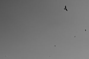 DSC_011960a47cea832ba446a45e.jpg