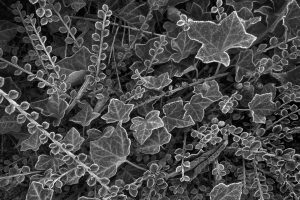 Frost-on-Cotoneaster-and-Ivy657197f47a7cee6f1cad.jpg