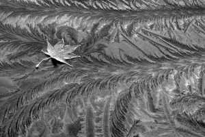 Maple-Leaf-on-Ice-II60716f53270cb724d975.jpg