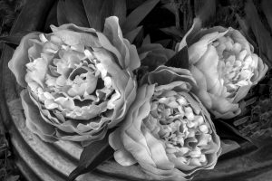 Peonies_London_UK0dfad25961e11e7278ac.jpg