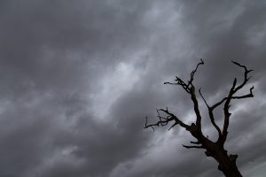 dead_tree3271f02ac7ec2130f4b6.jpg