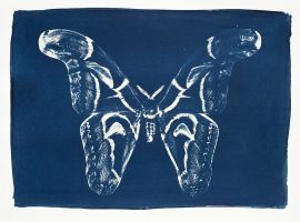 Attacus_atlas.jpg