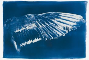 Skyward: a study in Flight