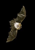 Chiroptera.jpg