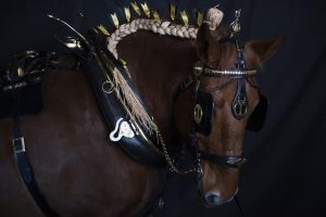 John Boy is a rare Suffolk Horse