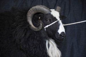 balwen_ram.jpg