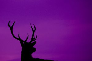 Purple Stag