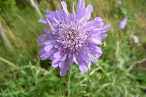 Purlpe Flower