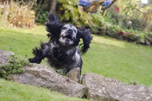 Cocker Spaniel chase