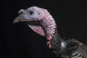 Turkey