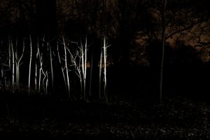 jdpx3saplings452.jpg