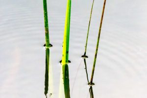 Reeds 1
