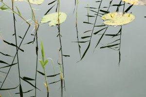 Water Lilies