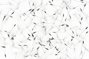 From "Leaf Stem Seed"