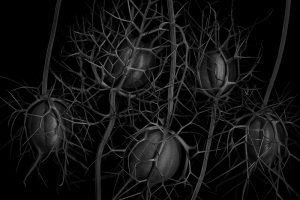 From "Leaf Stem Seed"