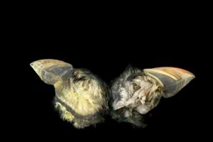 The Heads of the Little Brothers - from "A Grain Of Sand"