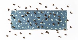 Honeybee Cells
