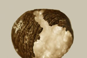 Untitled-1wasp-nest-trio_72dpiwee.jpg