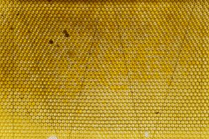 hive_72.jpg