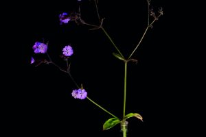 kit_martin_red_campion_72.jpg
