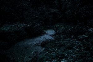 Chilworth-Forest-Stream-2-NIGHT-1500px.jpg