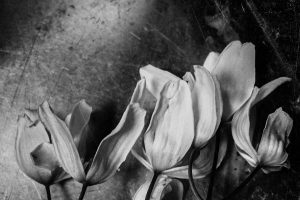 DSC01489-Edit-2.jpg