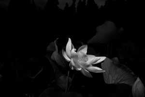 50-x-50-10cm-BW-Lotus-1-.jpeg