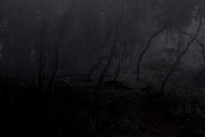 Tangled-Woodland-Dawn-SH.jpg