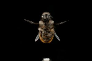 Kit-Martin_Osmia-bicornis19x13cm.jpg