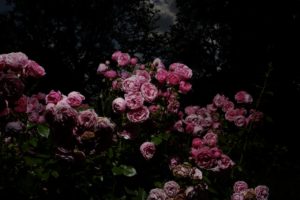 Treptower-Rose-Garden-f61d07a088.jpg
