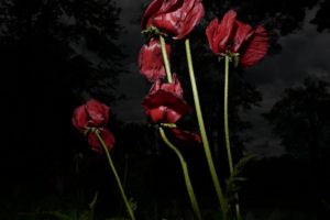The-Peace-of-Wild-Things9e5ed7dd8d.jpg
