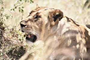society6lioness49e5c9dc59.jpg